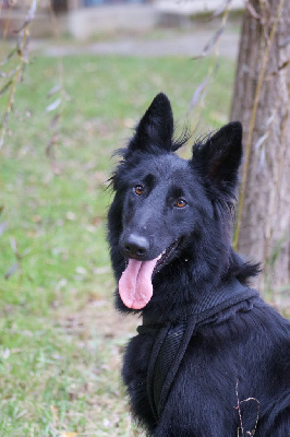 Étalon Berger Belge - Virtus Du Musher