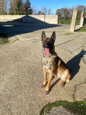 Étalon Berger Belge - Themis Du Royaume Du Phoenix