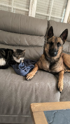 Étalon Berger Belge - Triska (Sans Affixe)