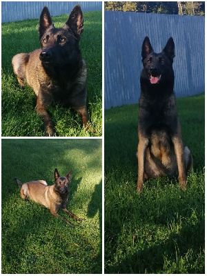 Étalon Berger Belge - Texas du bois blancval