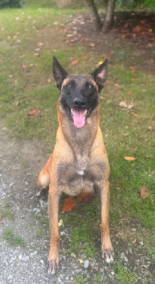 Étalon Berger Belge - Roxy du bancs des hermelles
