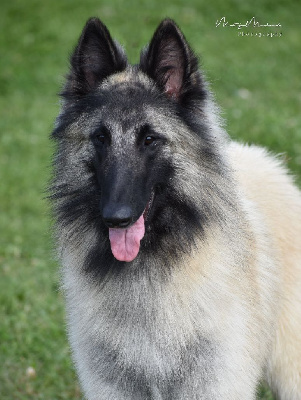 Étalon Berger Belge - Shepherds Of Paradise Veni vidi vici