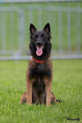 Étalon Berger Belge - Sirka du royaume de b?oxie Du Royaume De B’Oxie