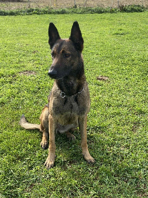 Étalon Berger Belge - R fury des loups du ranch