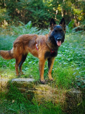 Étalon Berger Belge - Akira Du Domaine De L'harmonie