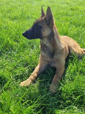 Étalon Berger Belge - Arnaque de l'empire du Phoenix