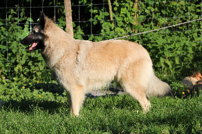 Étalon Berger Belge - Sombrelune De kertahnnys