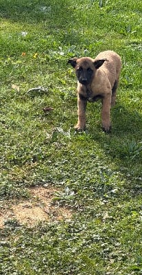 Étalon Berger Belge - Ash des gardiens du triskel