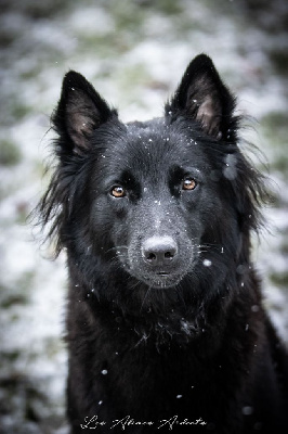 Étalon Berger Belge - Tacrakay Des Abîmes Ardents