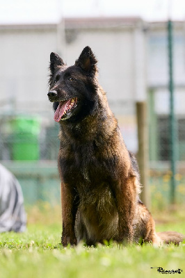 Étalon Berger Belge - Odvy Des Abîmes Ardents