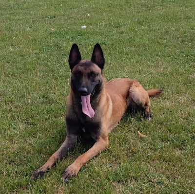 Quobalt vom forster hexenkessel