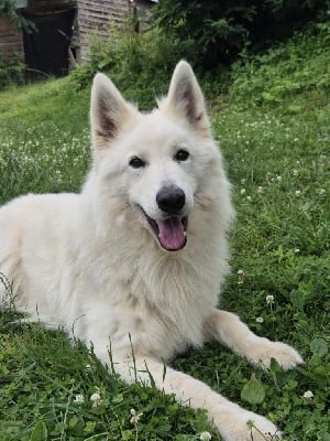 Étalon Berger Blanc Suisse - Rango dit rox des Ecuries du Conti