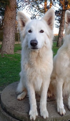 Étalon Berger Blanc Suisse - Ravene des Ecuries du Conti