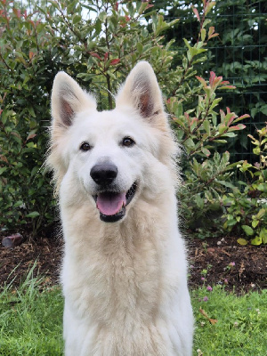 Étalon Berger Blanc Suisse - Shani shrek des Ecuries du Conti