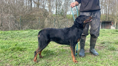 Étalon Berger de Beauce - Tatanka du serment des brumes