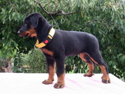 Étalon Berger de Beauce - Iris Dorky