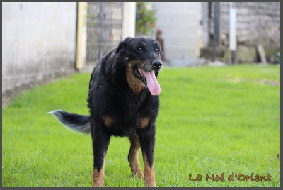 Étalon Berger de Beauce - Ix-box de la Noé d'Orient
