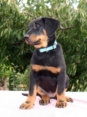 Étalon Berger de Beauce - Inheritance Dorky