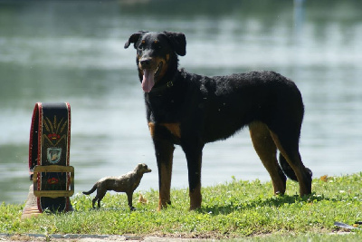 Étalon Berger de Beauce - CH. Urielle Des Feux De Beltaine