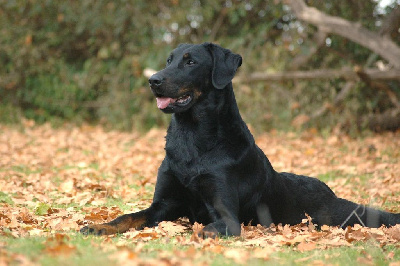 Étalon Berger de Beauce - Umaya del Castèl al Lugana