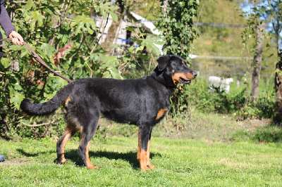 Étalon Berger de Beauce - Umpa lumpa Des Terres Deauson