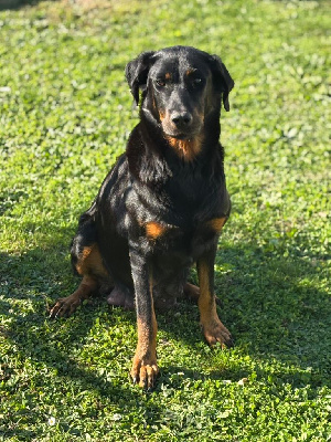 Étalon Berger de Beauce - Shelby Des Terres De Frasnes