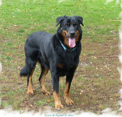 Étalon Berger de Beauce - Soupson Du Royaume De Géane