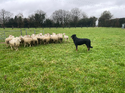 Étalon Berger de Beauce - Tabatha du Mas Roc Maria