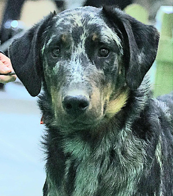 Étalon Berger de Beauce - V'sauron ruah argenté De sainte petronille
