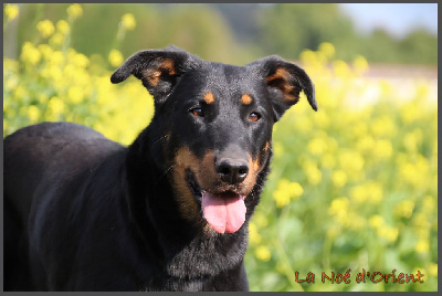 Étalon Berger de Beauce - Rose bonbon de la Noé d'Orient