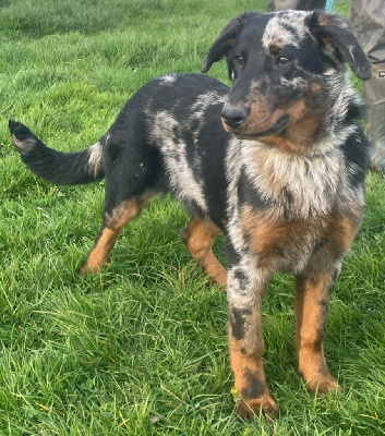 Étalon Berger de Beauce - Une deux bleue du serment des brumes