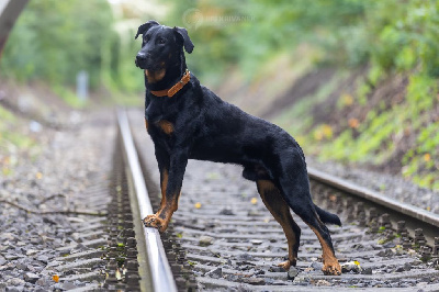 Étalon Berger de Beauce - Venom black jack de la noe d´ orient (Sans Affixe)