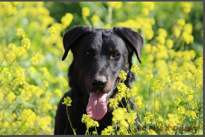 Étalon Berger de Beauce - Vvinnie l'ourson de la Noé d'Orient