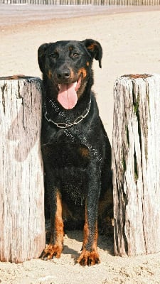 Étalon Berger de Beauce - Héra de l'embouchure de la sarre