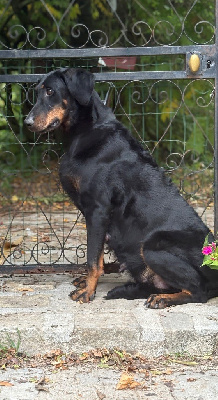 Étalon Berger de Beauce - Pat de la Cité des Grands Feux