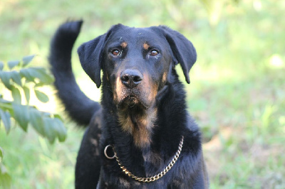 Étalon Berger de Beauce - Vicomte (Sans Affixe)