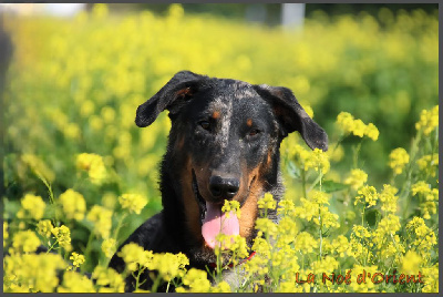 Étalon Berger de Beauce - Vermicelle cendrée de la Noé d'Orient