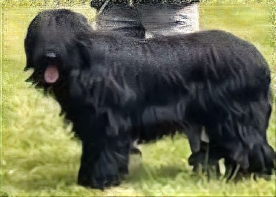 Étalon Berger de Brie - von wuff & cokg Fidelia