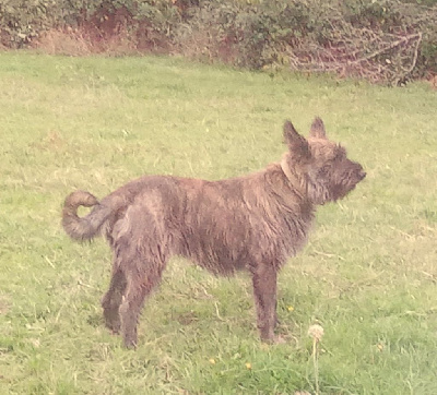 Étalon Berger de Picardie - Utsie Des Bergers De Noe