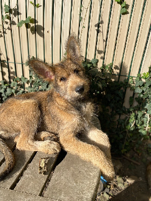 Étalon Berger de Picardie - pic d'arlee Avril
