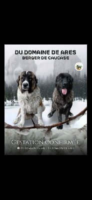 Étalon Berger du Caucase - Bambi bolintin deal (Sans Affixe)