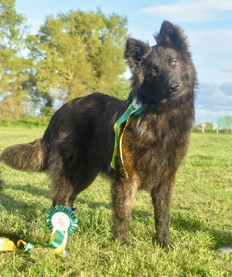 Étalon Berger hollandais - Vhagar Legend'of Ki Breizh