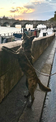 Étalon Berger hollandais - Absolue De La Tribu Des Terres Noires