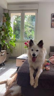 Étalon Berger islandais - Vidia Nuance De La Fleur De Vie