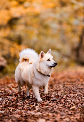 Étalon Berger islandais - Umy Nuance De La Fleur De Vie