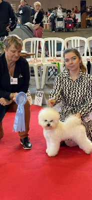 Étalon Bichon Frise - minibelle top dog Kiss-me-kate