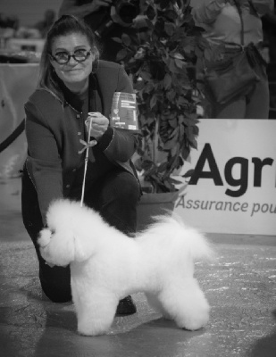 Étalon Bichon Frise - CH. regina bichon My rock and roll