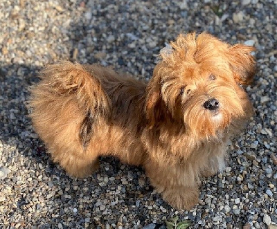 Étalon Bichon Havanais - Andy boy Las Joyas Del Sol