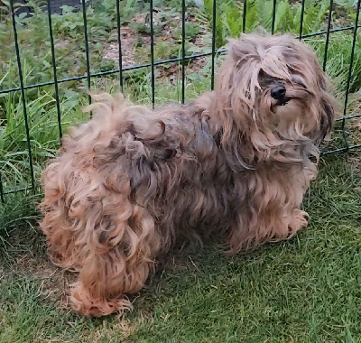 Étalon Bichon Havanais - Unlimited saga lynn de la vallée du rêve