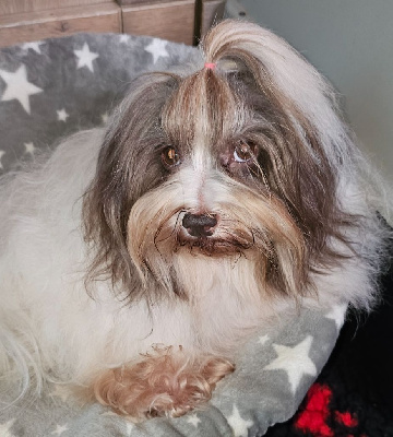 Étalon Bichon Havanais - Neekee'mee de la vallée du rêve